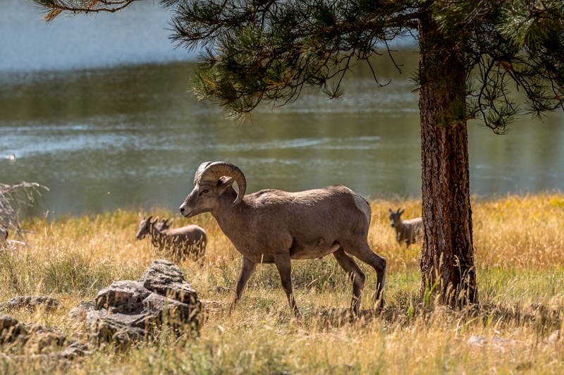 Photo of Bighorn Sheep at West Greens Lake